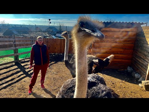 Видео: КАК ВЫРАСТИТЬ ЧЁРНЫХ АФРИКАНСКИХ СТРАУСОВ в ДОМАШНИХ УСЛОВИЯХ без особых проблем!!!