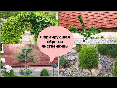 Видео: Формирующая обрезка лиственницы.