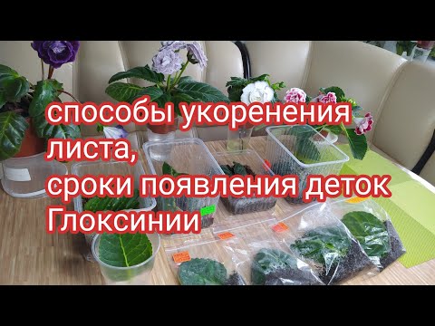 Видео: 4 СПОСОБА УКОРЕНЕНИЯ ЛИСТА ГЛОКСИНИИ