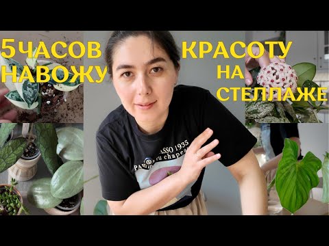 Видео: КАК я ПРИВОДИЛА в порядок СТЕЛЛАЖ с РАСТЕНИЯМИ| пересадка, КРАСИВОЕ ОФОРМЛЕНИЕ, перестановка и ПОЛИВ