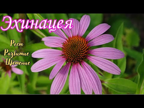 Видео: Эхинацея / Echinacea