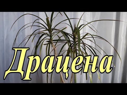 Видео: Драцена Май 2025