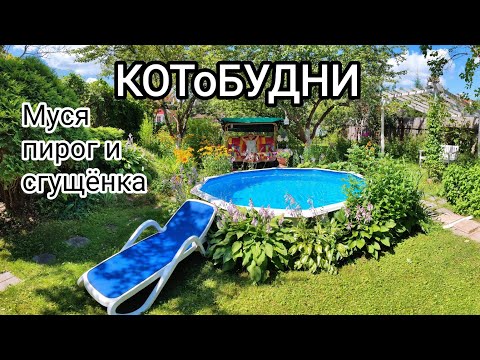 Видео: КОТоБудни  (вечер 20-го и утро 21 июля 2023 г.)