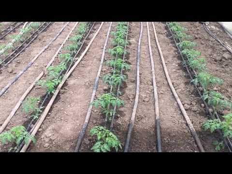 Видео: томат Бодерін 4 день