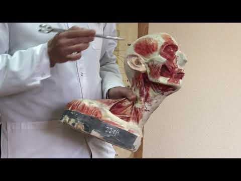 Видео: Мозговой отдел