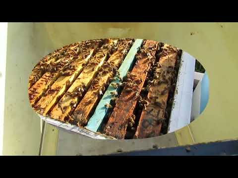 Видео: пчелы показали, что им не нужно летом, открытое сетчатое дно в жаркую погоду - часть 1