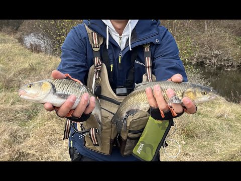 Видео: Спининг РИБОЛОВ на спортни кефали на река Струма на изкуствени примамки и скобар на клатушка