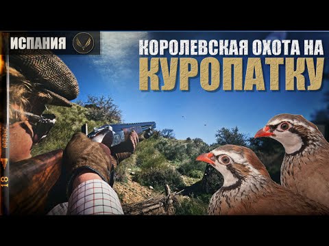 Видео: КОРОЛЕВСКАЯ ОХОТА | ОХОТА НА КУРОПАТКУ | ИСПАНИЯ | ОХОТА С ДЕНИСОМ МОРОЗОВЫМ