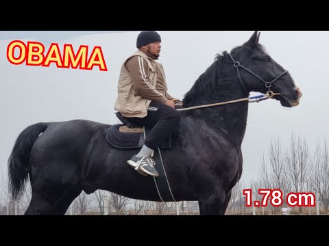Видео: Пай пай пай 1.78 см OBAMA  Улагы Таамай СЛАСКА  бир Чыкты  ХАЖЫДАН