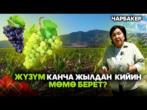 Видео: Жүзүм кандай шартта жакшы өсөт? // ЧАРБАКЕР