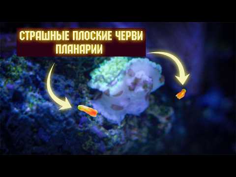 Видео: Почему планарии опасны и как их вывести