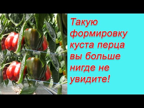 Видео: Формируем сладкий перец в один стебель- поразительный результат!