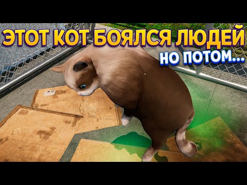 Видео: ЭТОТ КОТ БОЯЛСЯ ЛЮДЕЙ НО ПОТОМ... ( Animal Shelter )