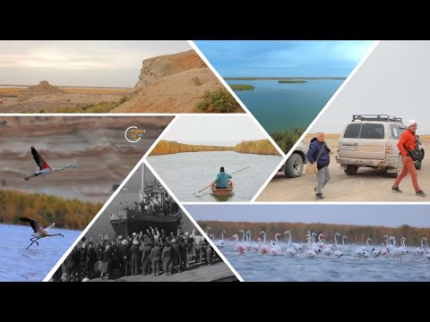 Видео: Озеро Судочье: розовые фламинго, мыс Урга и руины некогда существовавших рыболовецких поселений