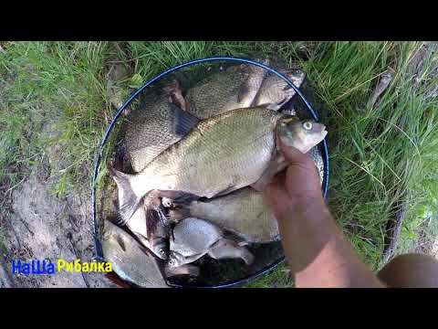 Видео: с.Непоротово. Почав ловитися трофейний лящ на Дністрі.2021