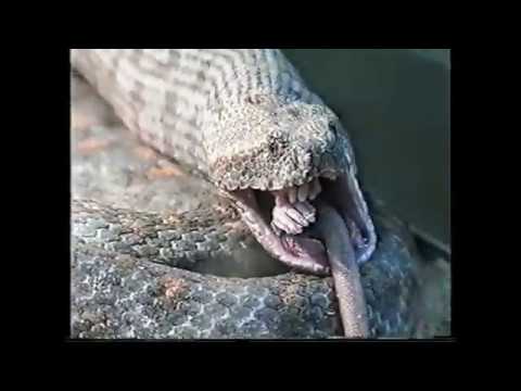 Видео: Любителям змей. Продолжение.