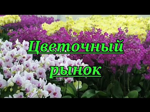 Видео: Цветочный рынок.Орхидеи,суккуленты,и так далее....