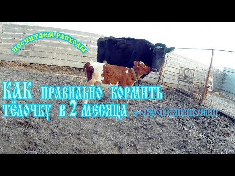 Видео: РАСХОДЫ НА ВЫРАЩИВАНИЕ ТЕЛОЧКИ//Обзор нашей живности.Козы, коровы, собаки