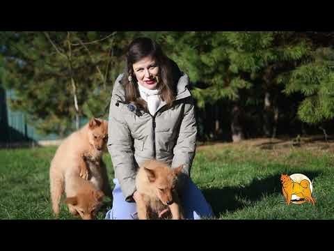 Видео: ЩЕНКИ КАРЕЛО-ФИНСКОЙ ЛАЙКИ в октябре 2024 :: PUPPIES of FINNISH SPITZ in October 2024