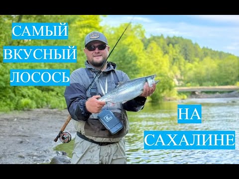 Видео: Ловим самый вкусный лосось на Сахалине #рыбалка #нахлыст #fishing #сахалин #сима