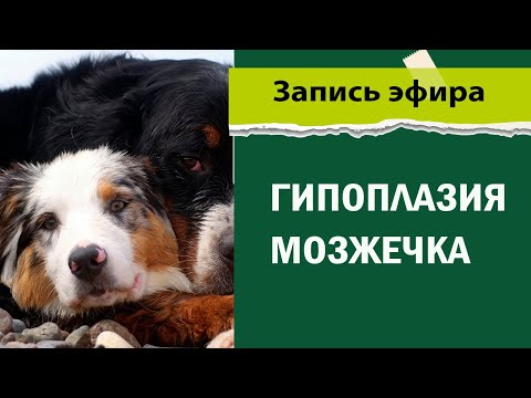Видео: гипоплазия мозжечка