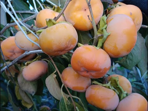 Видео: Живці хурми для щеплення!!!