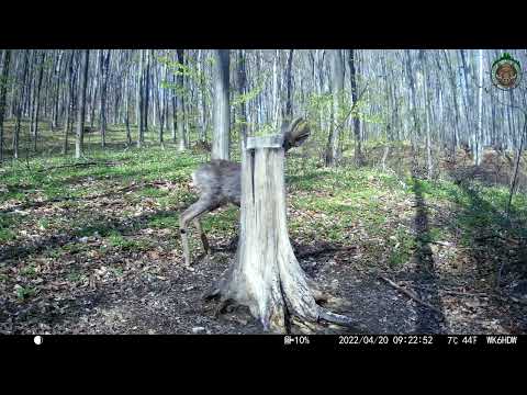 Видео: #13 Самець косулі на солонці! Roe deer hunting!