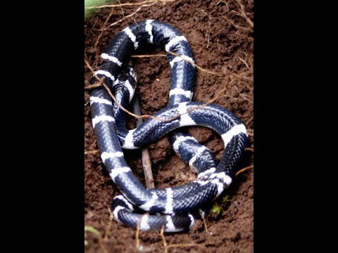 Видео: Беседа по сутте СН35.69 / Монаха укусила ядовитая змея / Анатта / О медитации