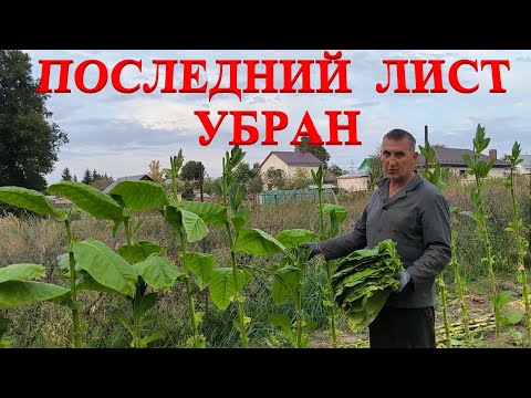 Видео: Последняя ЛОМКА ТАБАКА. ОГУРЦЫ порадовали. Табачный гектар убран. Наша жизнь в деревне.