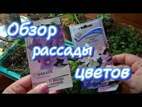 Видео: ОБЗОР: РАССАДА ЦВЕТОВ