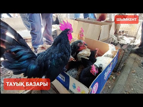 Видео: ТАУЫҚ БАЗАР ШЫМКЕНТ.