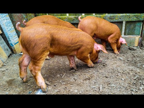 Видео: Опорос свиноматки Алекс поросята дюрок-ландрас