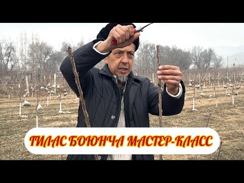Видео: КОКОН ГИЛАСТИ КАНТИП ТУУРА КАРАЙБЫЗ / БАГБАН ТАВАККАЛ АКАДАН МАСТЕР-КЛАСС/3- БОЛУМ