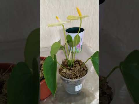 Видео: Пересадка Антуриумов Кавалли, Ванила,Ливиум и Мистик*Anthuriums Cavalli,Vanilla,Livium & Mystique