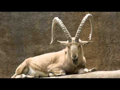 Видео: Линда Гудмен.  Солнечные знаки. Козерог