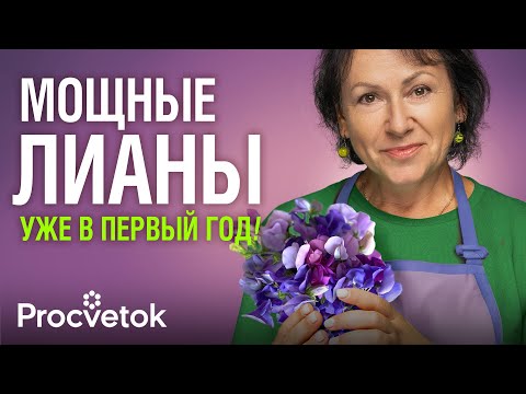 Видео: ЛУЧШИЕ ОДНОЛЕТНИЕ ЛИАНЫ ДЛЯ САДА! Водопады цветов и листвы вмиг преобразят забор и любую опору