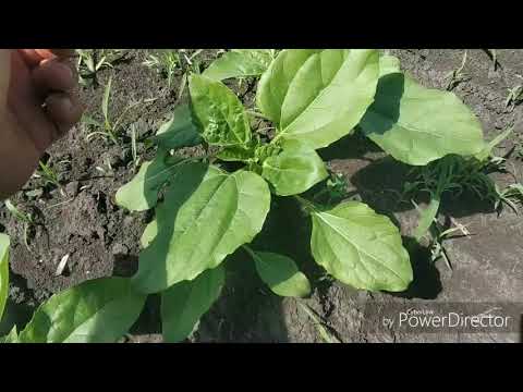 Видео: МТЗ-1221 на междурядной обработке подсолнечника.