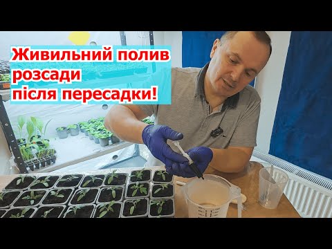 Видео: Полийте розсаду томатів цим розчином одразу при пересадці- результат не забариться!