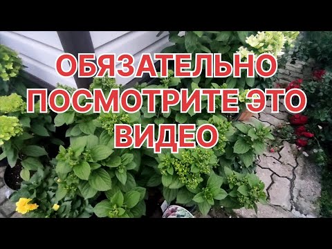 Видео: О подкормке ГОРТЕНЗИИ 🌿 Вроде рано,НО...о подготовке невызревших саженцев к зиме🌿