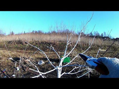 Видео: ЯБЛОНЯ. ОБРЕЗКА ЯБЛОНИ В "ЧАШУ" ВЕСНОЙ. Шаг 1