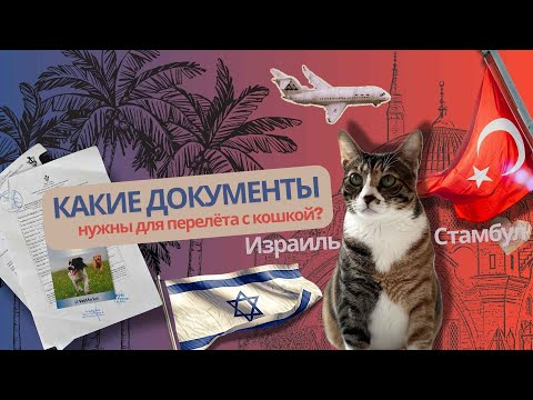Видео: Какие документы нужны для перелета с кошкой? Израиль-Стамбул