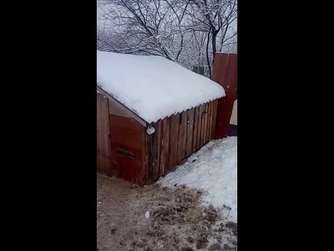 Видео: Содержание вьетнамских поросят зимой