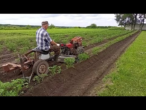 Видео: Второе окучивание в развал 2024 г.
