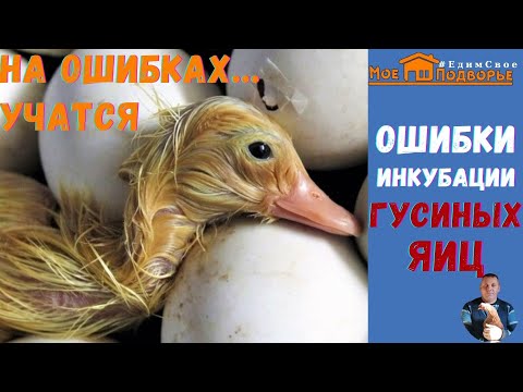Видео: ОШИБКИ ИНКУБАЦИИ ГУСИНЫХ ЯИЦ. "Мое Подворье"