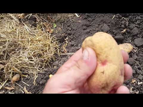 Видео: Картофель под сеном 2020. Ты где:)???