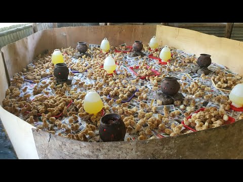 Видео: Как вывести цыплят на 100% с 0% смертностью.