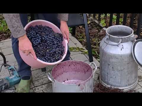 Видео: Чача из Подмосковного винограда. Ч.1 - Брага из винограда.