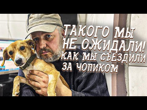 Видео: Спасение животных/ Доставка худенького щенка была под угрозой/ Но и это были не все сюрпизы