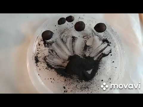 Видео: Лавр дарахти уруғини экиш