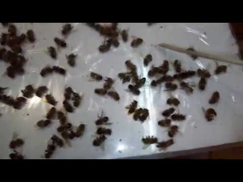 Видео: Как бороться с клещем варроа без химии?